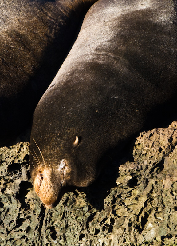 California Sea Lion